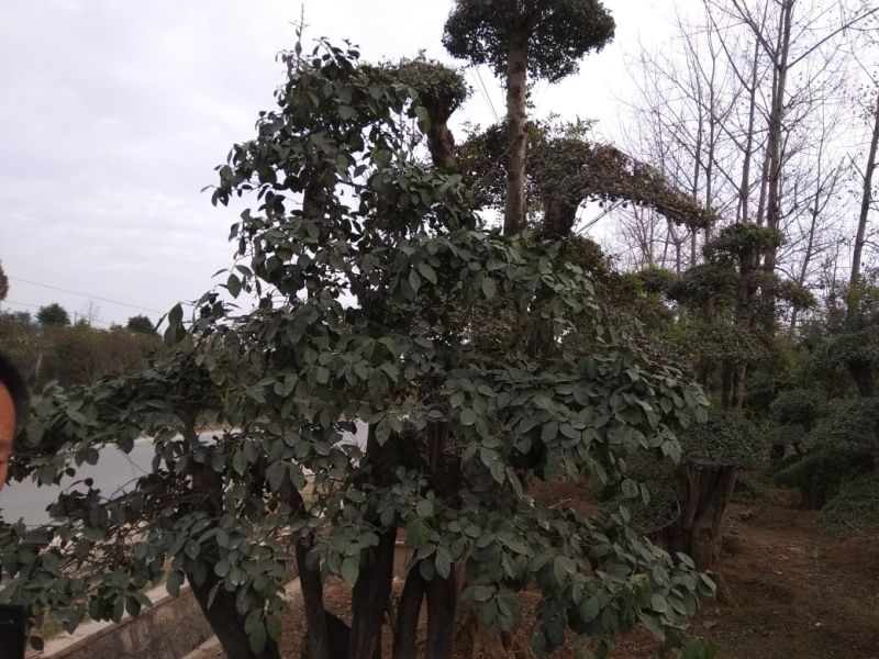造型树