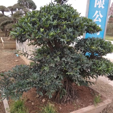 造型树