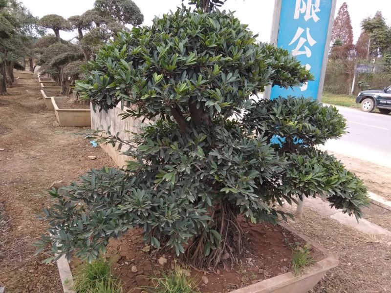 造型树