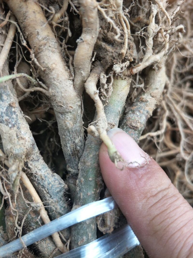 猕猴桃苗实生苗基地直供无根瘤病量大从优