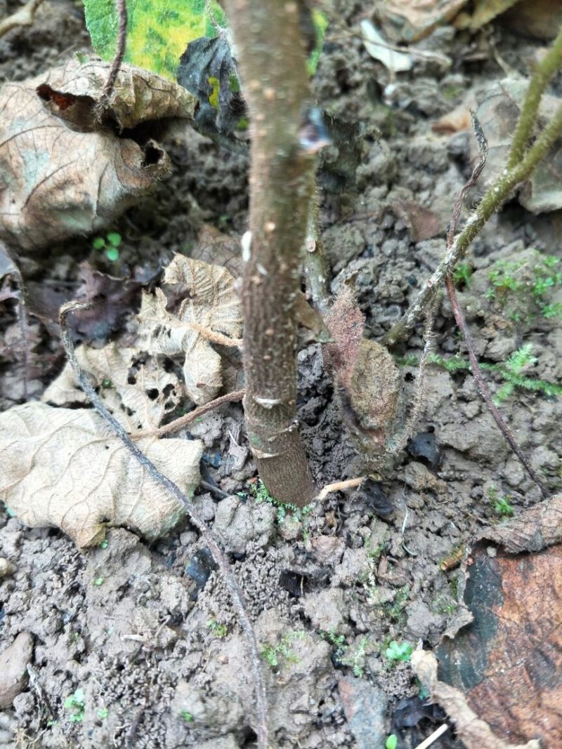猕猴桃苗实生苗基地直供无根瘤病量大从优
