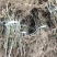 猕猴桃苗实生苗基地直供无根瘤病量大从优