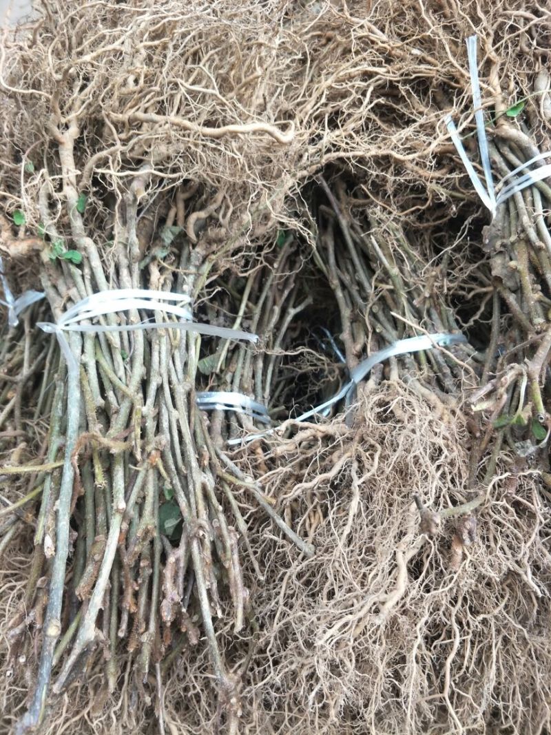 猕猴桃苗实生苗基地直供无根瘤病量大从优