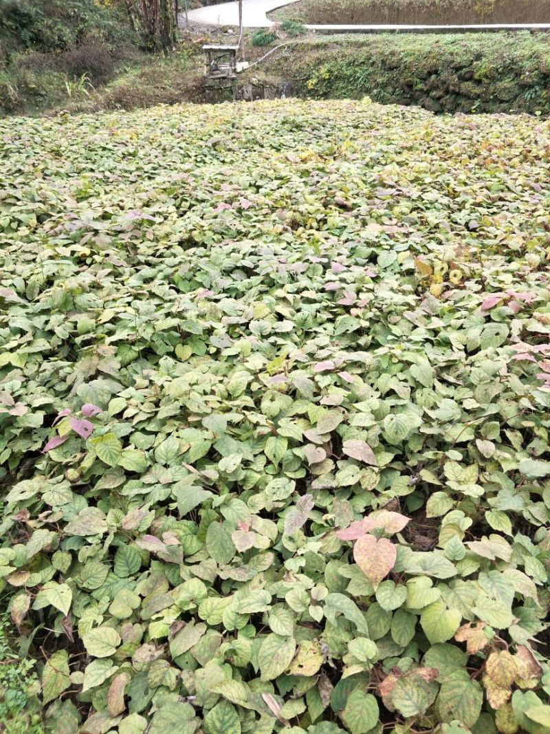 猕猴桃苗实生苗基地直供无根瘤病量大从优