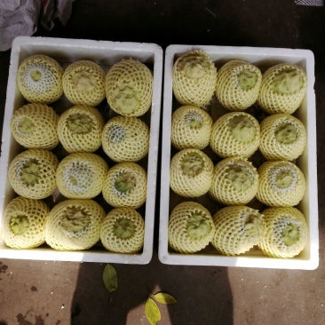 释迦特级450~550g
