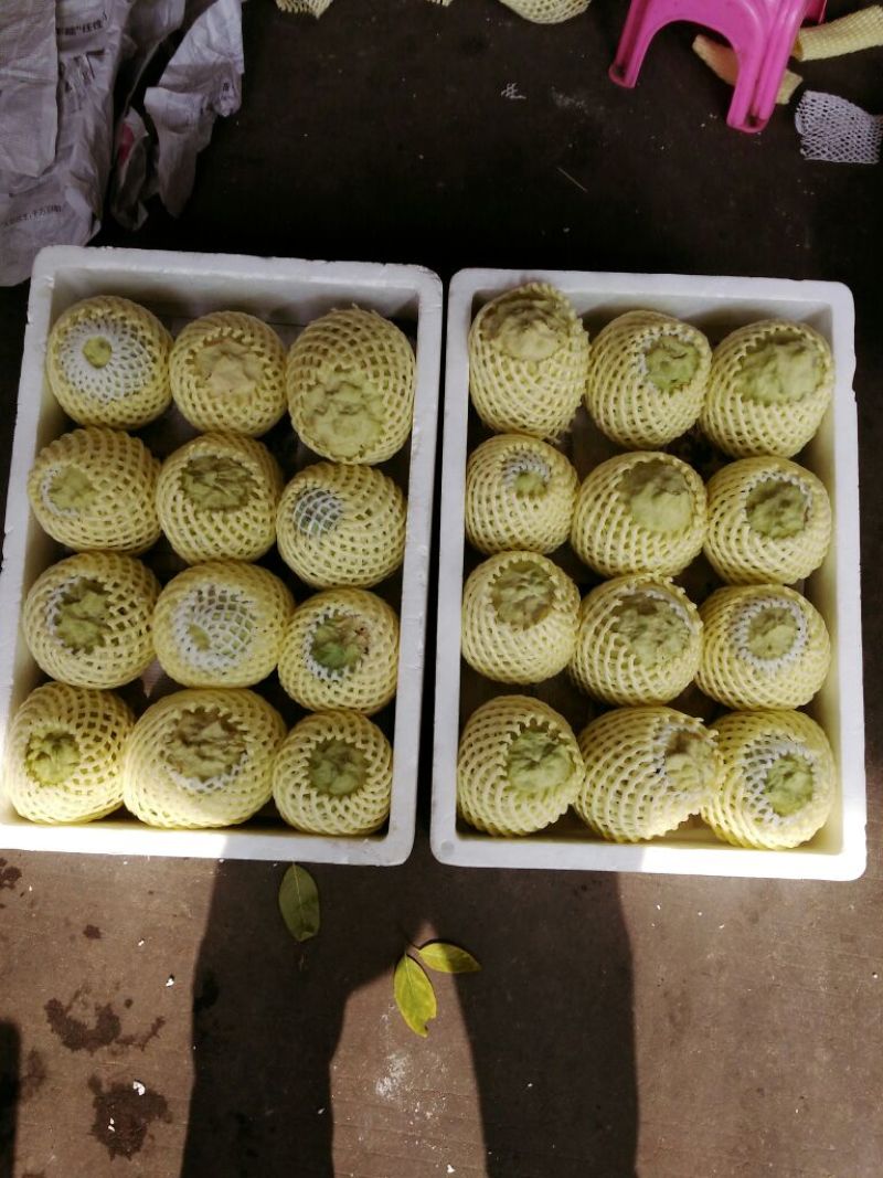 释迦特级450~550g
