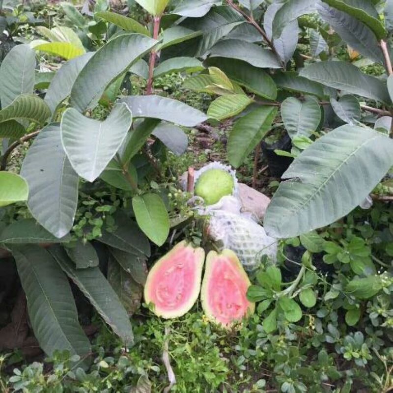 西瓜番石榴苗30~50cm