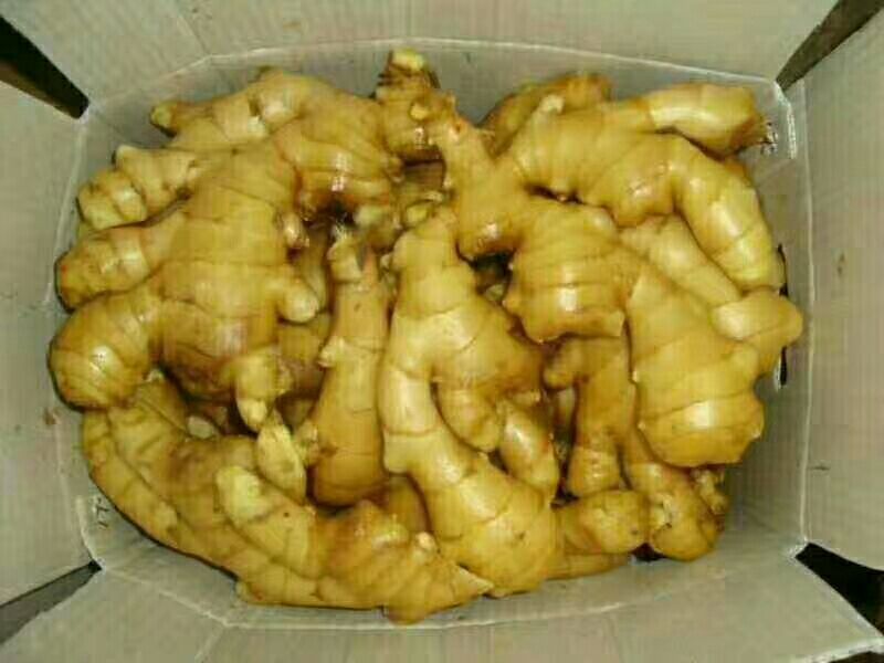 小黄姜产地批发，包质包量，地头看货价格可议