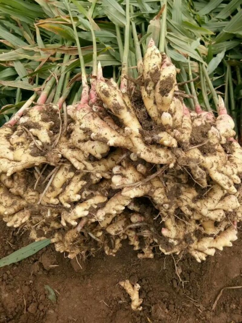 小黄姜产地批发，包质包量，地头看货价格可议