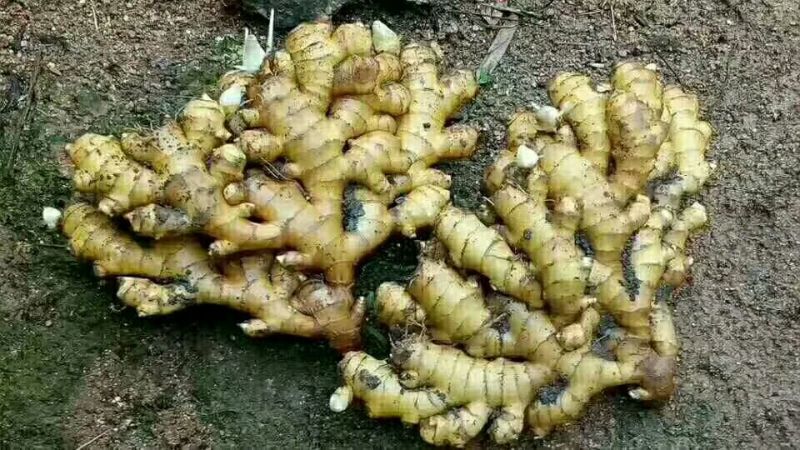 小黄姜产地批发，包质包量，地头看货价格可议