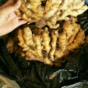 小黄姜产地批发，包质包量，地头看货价格可议