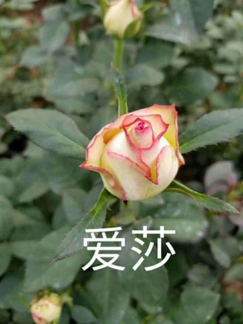 玫瑰苗10~20cm