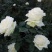 玫瑰苗10~20cm