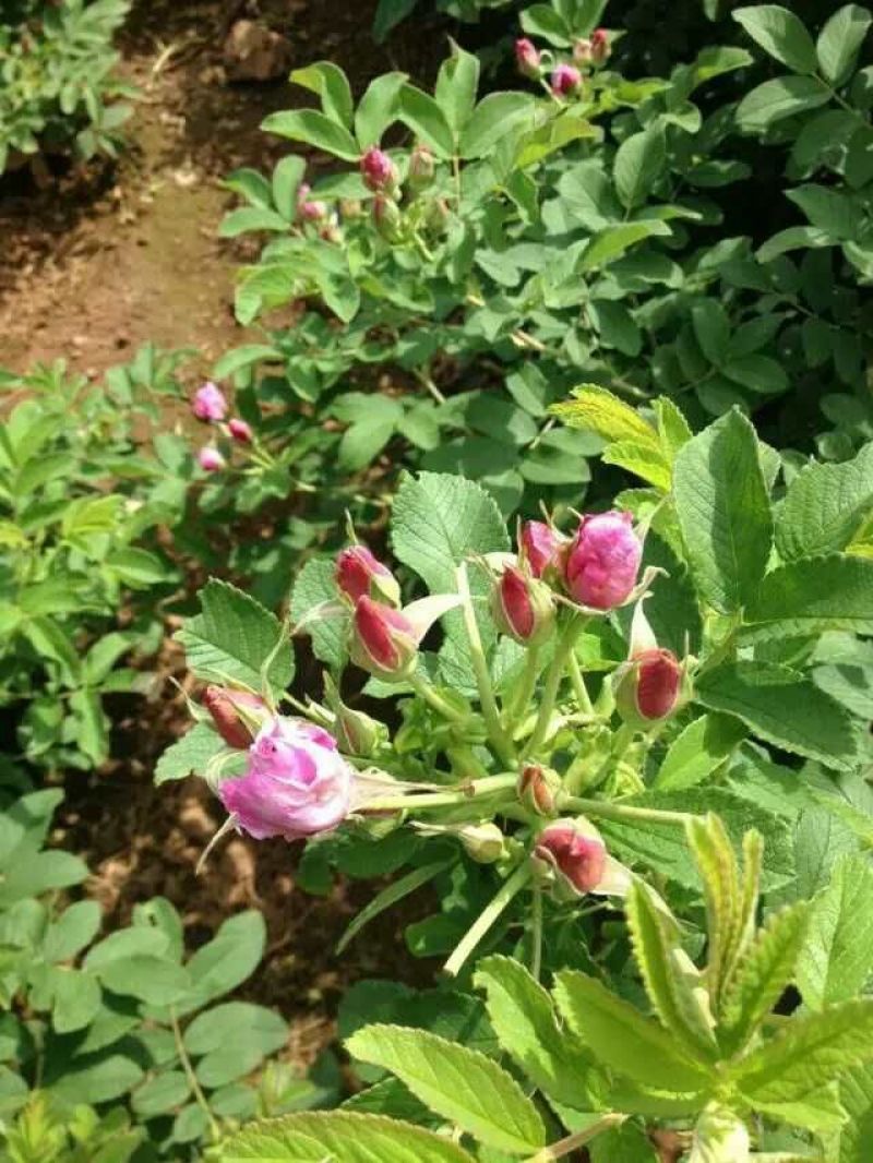 食用玫瑰苗10~20cm