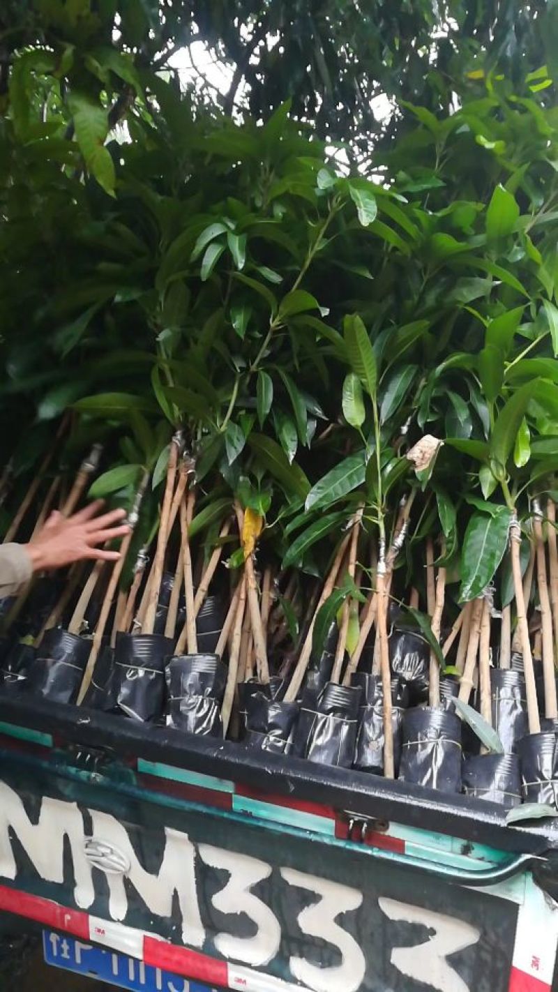 优质金煌，台农，贵妃芒果苗基地直发放心苗，品种保证？
