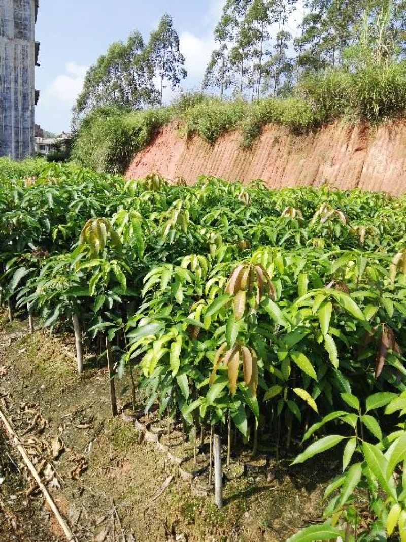 优质金煌，台农，贵妃芒果苗基地直发放心苗，品种保证？