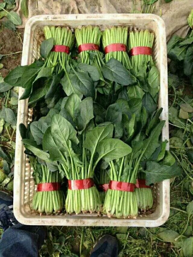 优质精品菠菜20~25厘米，开始大量上市