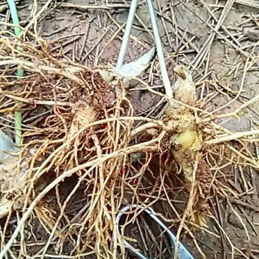 三七苗10~20cm