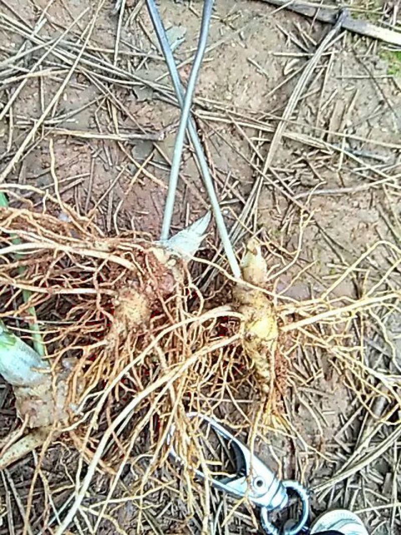 三七苗10~20cm