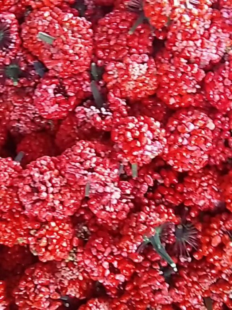 三七苗10~20cm