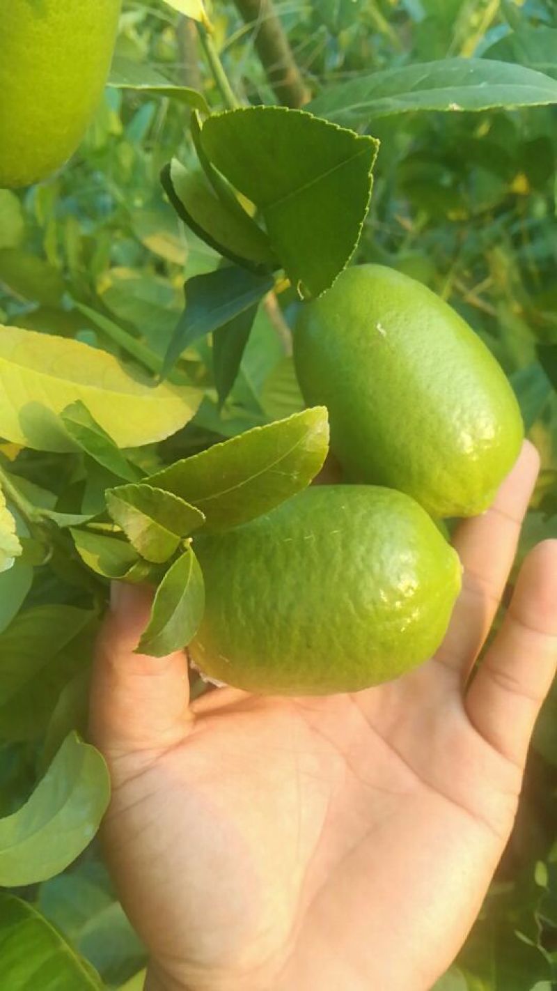 台湾香水柠檬