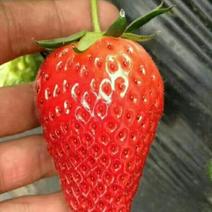 妙香草莓苗10~20cm