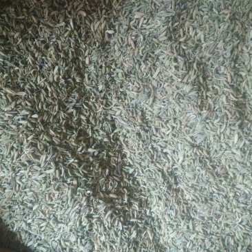 茴香籽