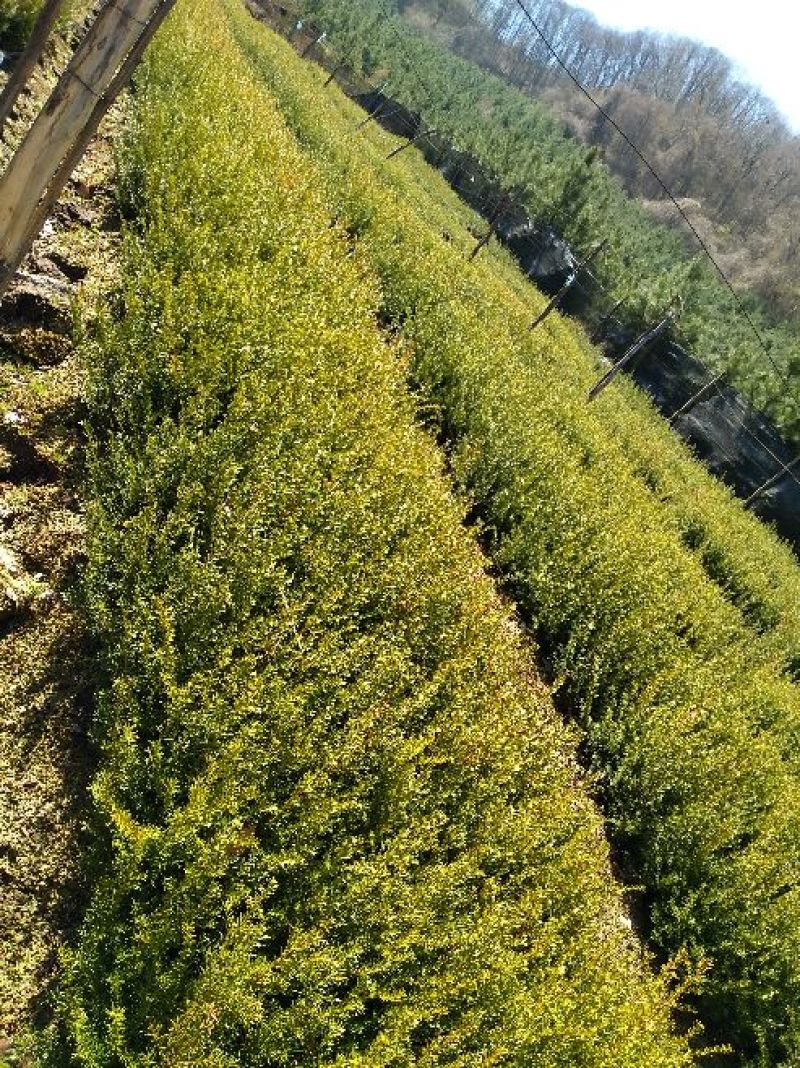 东北红豆杉苗30~40cm