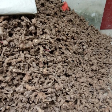 干白术20~25g
