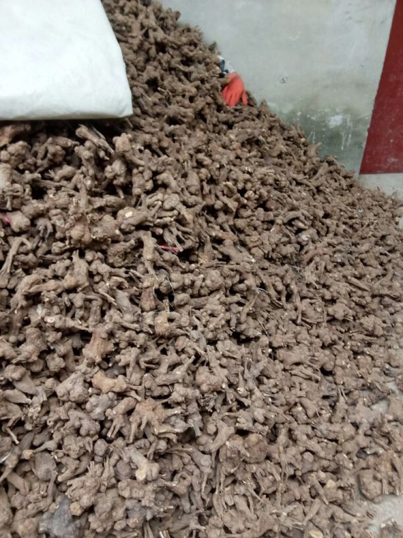 干白术20~25g