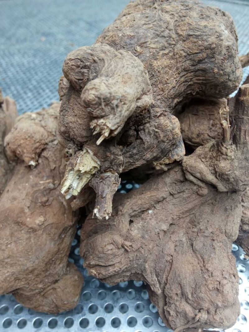 干白术20~25g