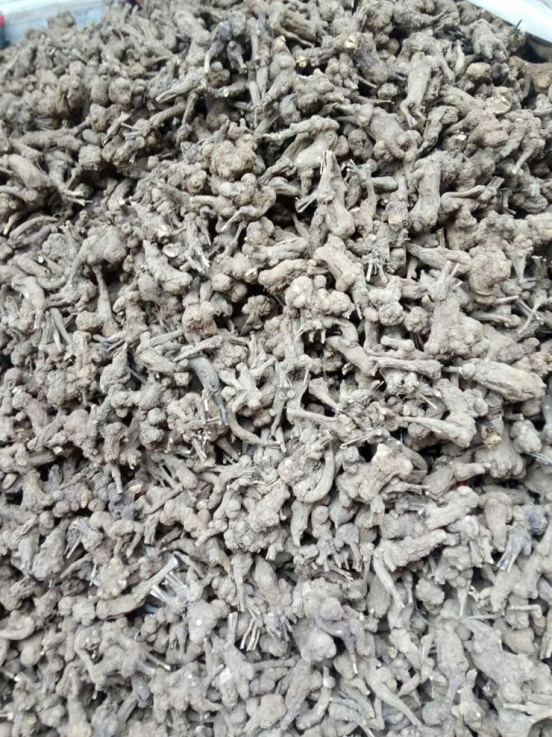 干白术20~25g