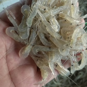 白米虾
