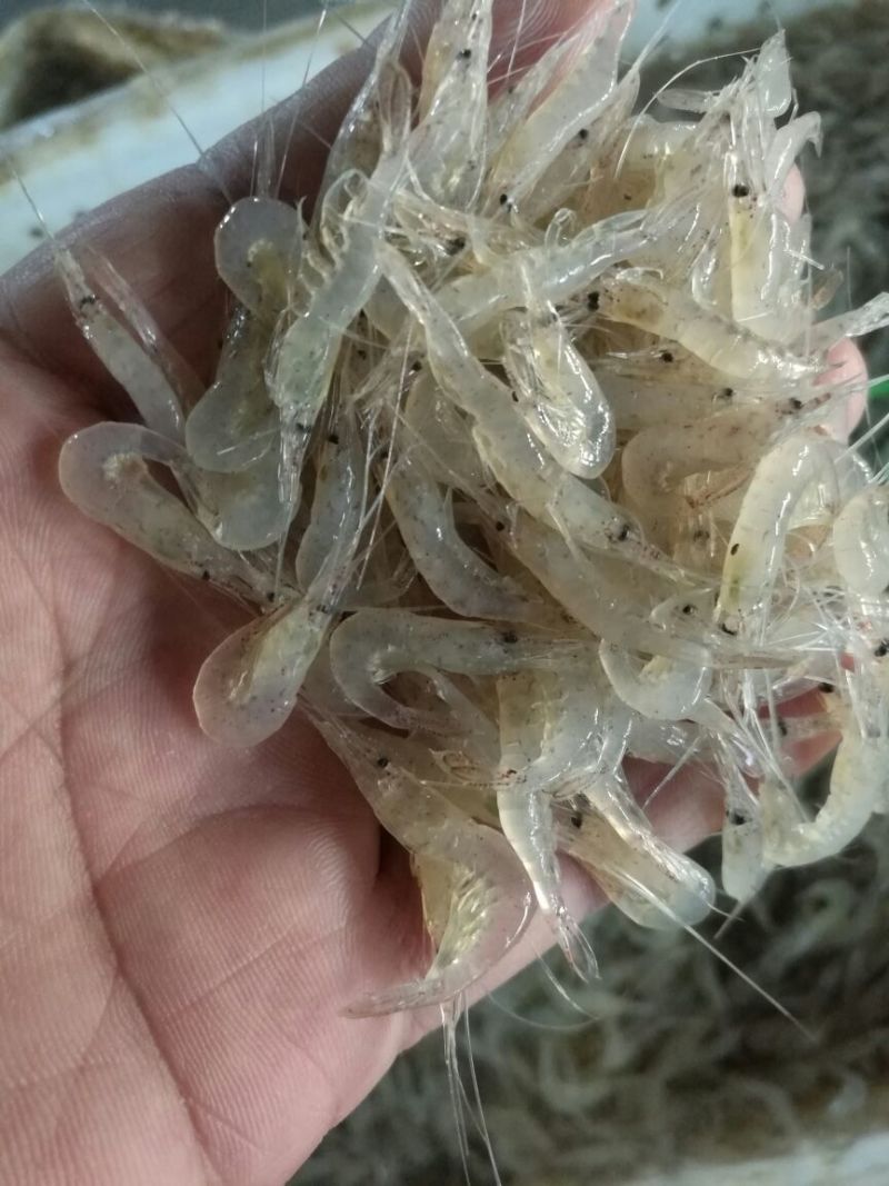 白米虾