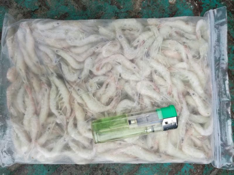 白米虾