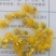 野菊花散装
