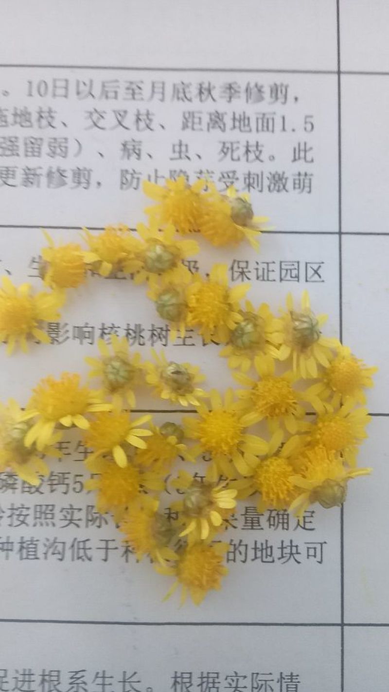 野菊花散装