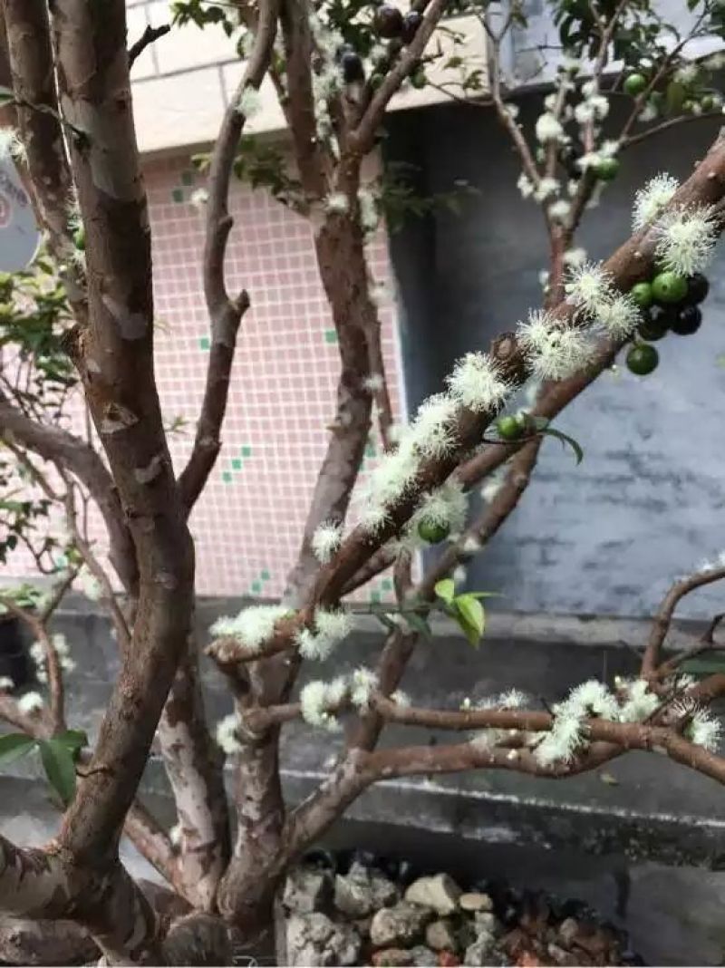 四季嘉宝果树苗沙巴嘉宝果树苗树葡萄树苗正品保证