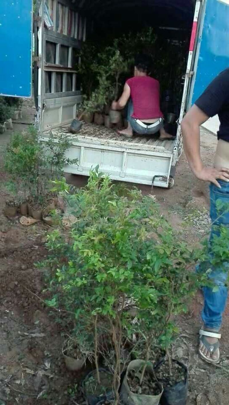 四季嘉宝果树苗沙巴嘉宝果树苗树葡萄树苗正品保证