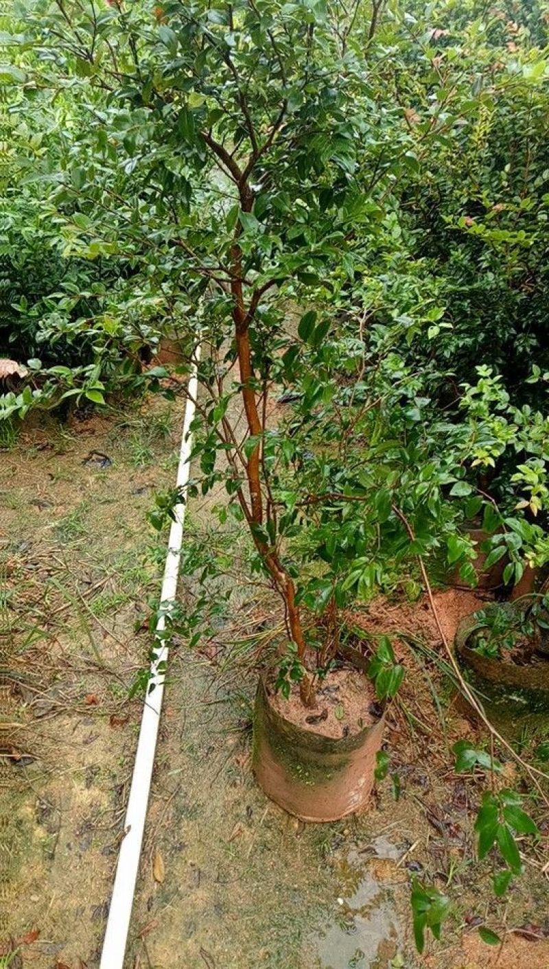 四季嘉宝果树苗沙巴嘉宝果树苗树葡萄树苗正品保证