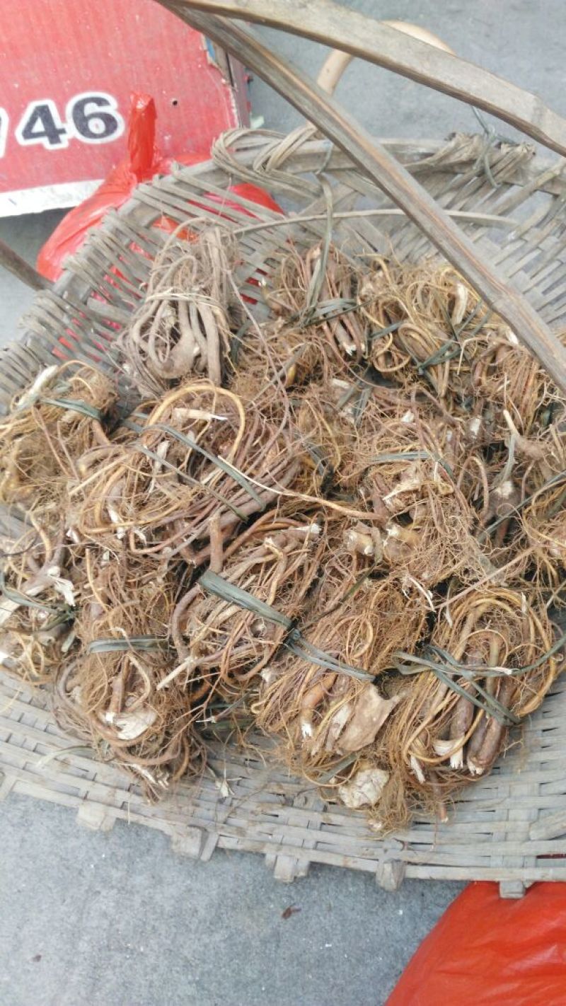 牛奶根
