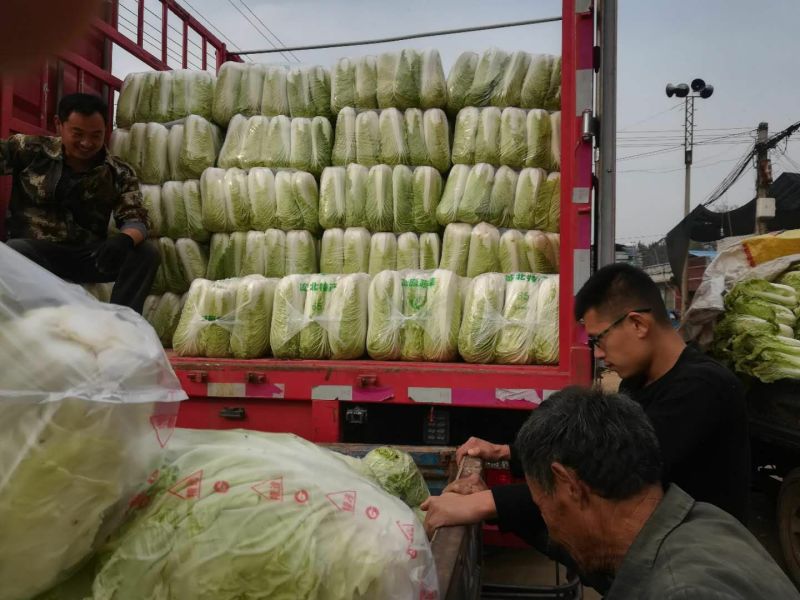 精品北京新三号，量大，耐储存耐运输！全国发货