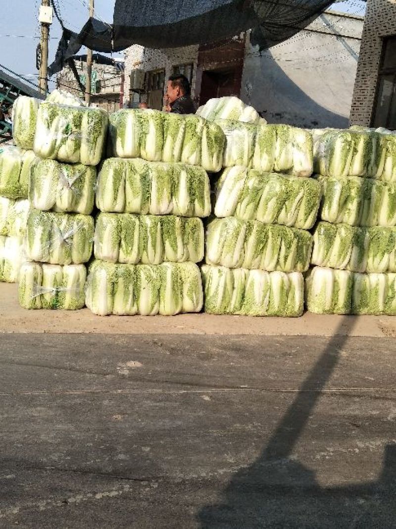 精品北京新三号，量大，耐储存耐运输！全国发货