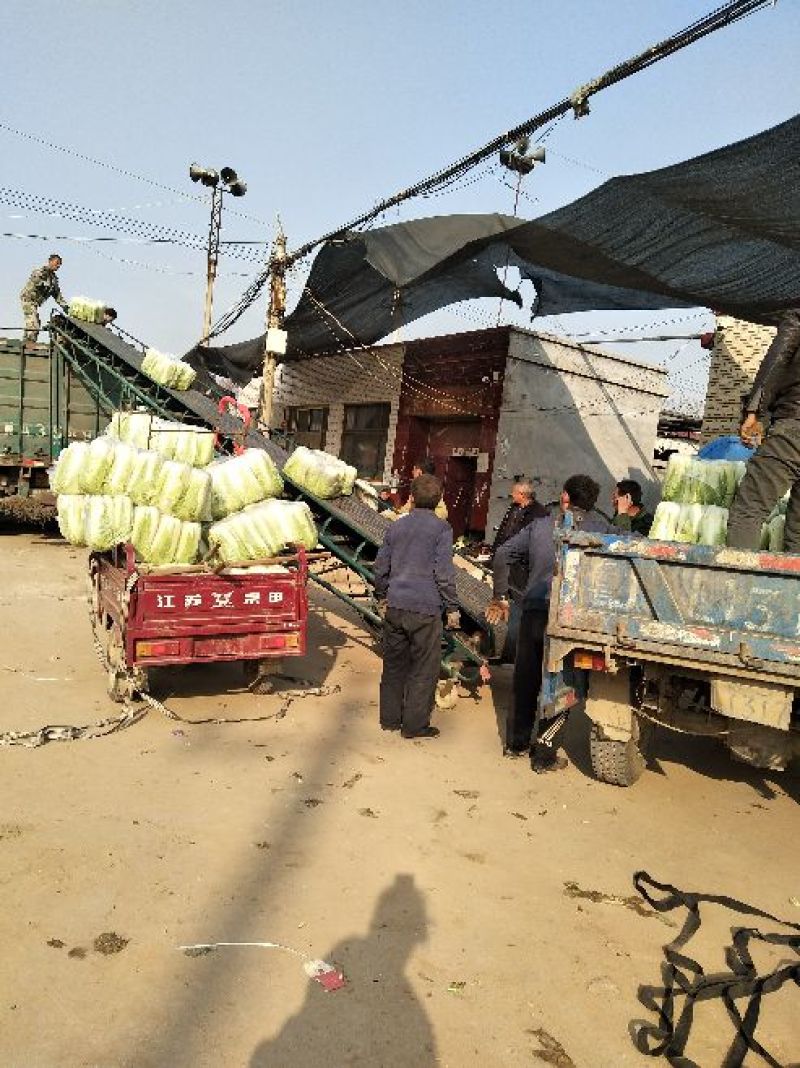 精品北京新三号，量大，耐储存耐运输！全国发货