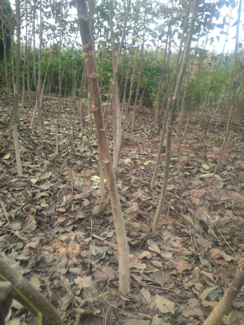 河南鑫源苗木基地长年大量供应核桃树1~8公分。