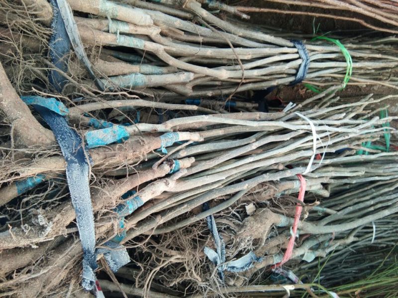 【嫁接核桃苗】核桃苗育苗基地薄皮核桃苗便宜卖苗