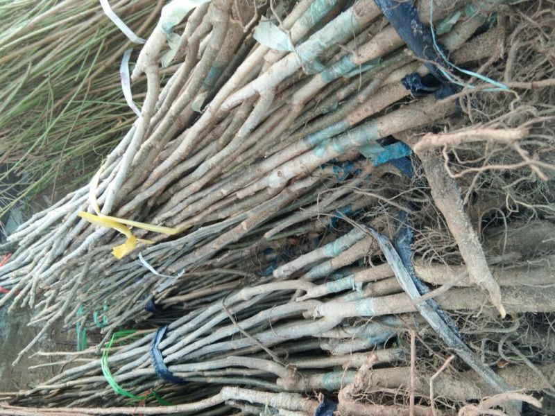 【嫁接核桃苗】核桃苗育苗基地薄皮核桃苗便宜卖苗