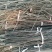 早酥红梨苗梨树苗梨树苗基地梨树新品种好吃的梨树品种