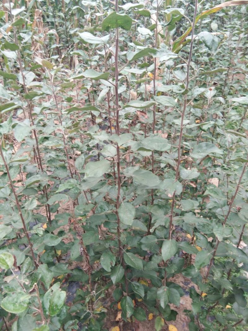 水蜜桃苹果苗苹果苗育苗基地苹果苗培育中心【10月中旬】