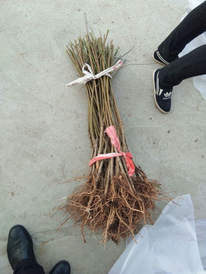 沂蒙霜红桃树苗永联蜜桃桃树苗晚熟品种桃树苗9月份成熟